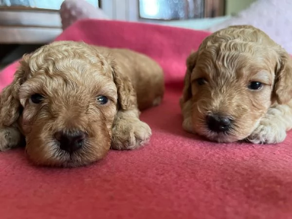 Cuccioli di Barboncini Toy  | Foto 0