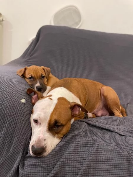 CUCCIOLO DI AMSTAFF Artù 