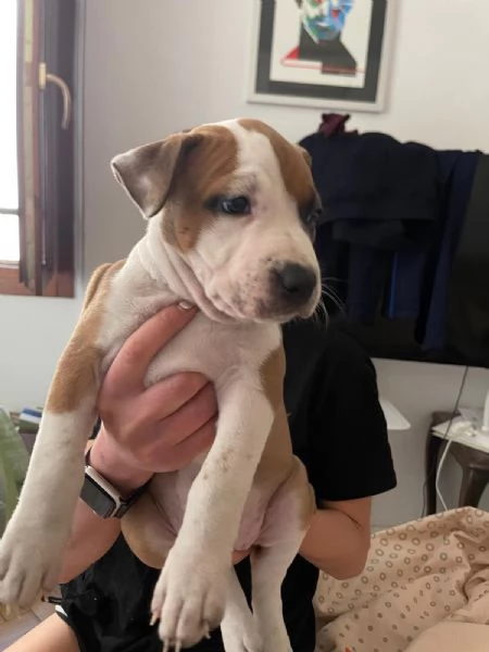 CUCCIOLO DI AMSTAFF Artù  | Foto 13