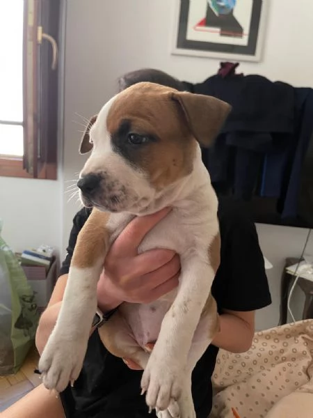 CUCCIOLO DI AMSTAFF Artù  | Foto 12