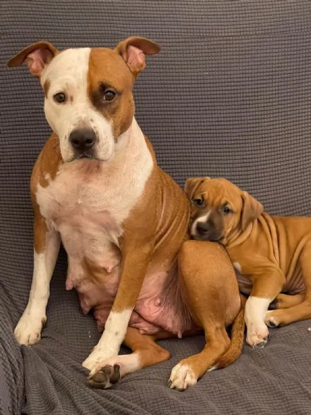 CUCCIOLO DI AMSTAFF Artù  | Foto 11