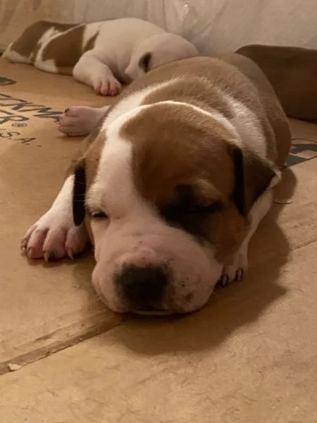 CUCCIOLO DI AMSTAFF Artù  | Foto 10