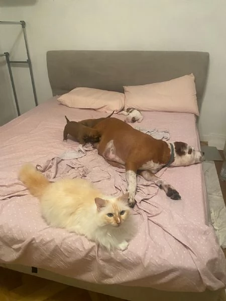 CUCCIOLO DI AMSTAFF Artù  | Foto 9