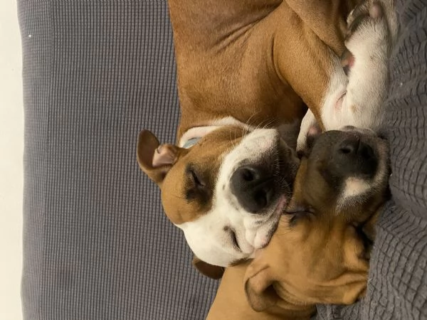 CUCCIOLO DI AMSTAFF Artù  | Foto 8