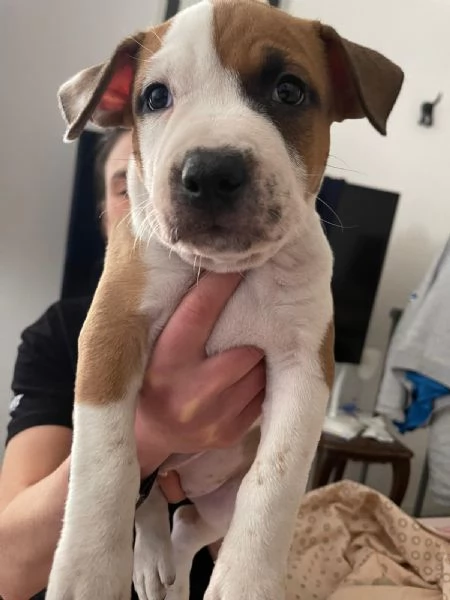 CUCCIOLO DI AMSTAFF Artù  | Foto 7