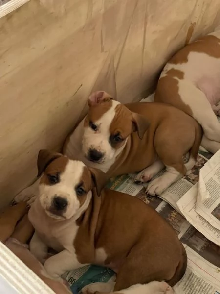 CUCCIOLO DI AMSTAFF Artù  | Foto 6