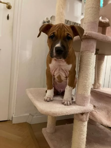 CUCCIOLO DI AMSTAFF Artù  | Foto 5