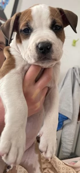 CUCCIOLO DI AMSTAFF Artù  | Foto 4