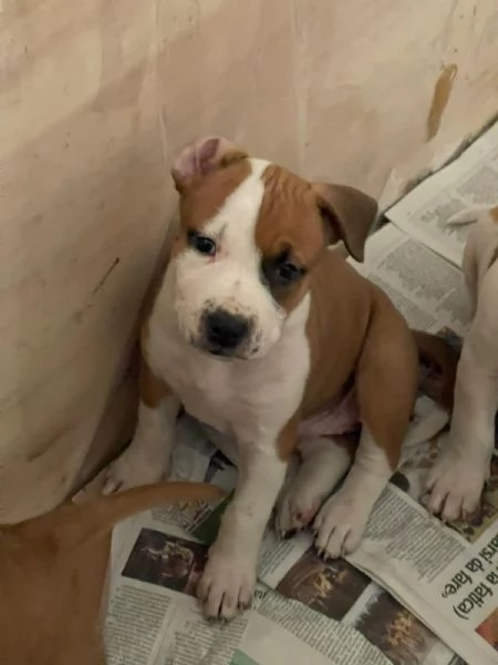 CUCCIOLO DI AMSTAFF Artù  | Foto 3