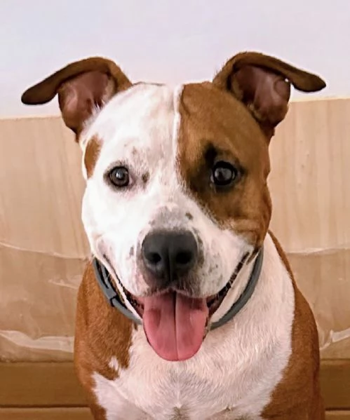 CUCCIOLO DI AMSTAFF Artù  | Foto 2