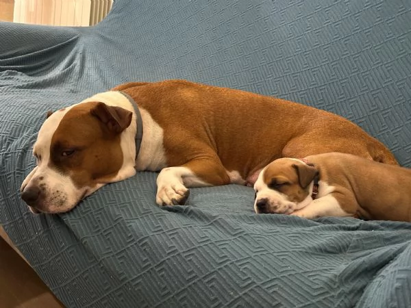 CUCCIOLO DI AMSTAFF Artù  | Foto 1