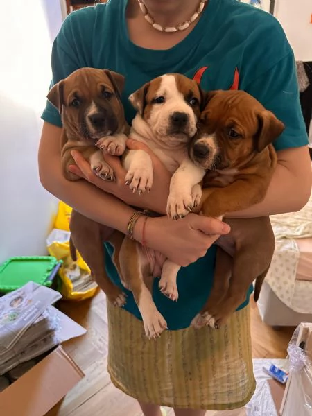 CUCCIOLO DI AMSTAFF Artù  | Foto 0