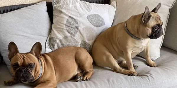 Regalo coppia bouldegue francesi