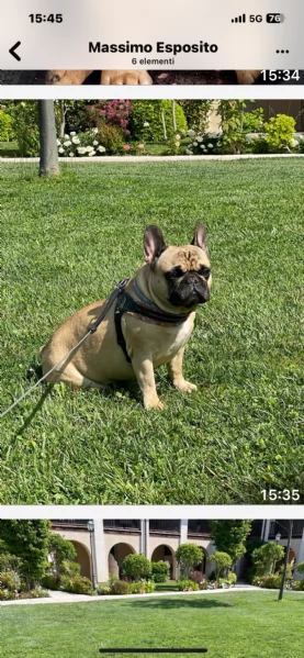 Regalo coppia bouldegue francesi | Foto 0