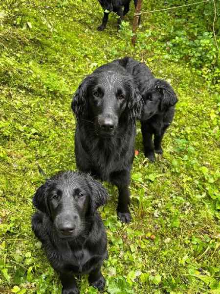 Cuccioli Flat Coated Retriever