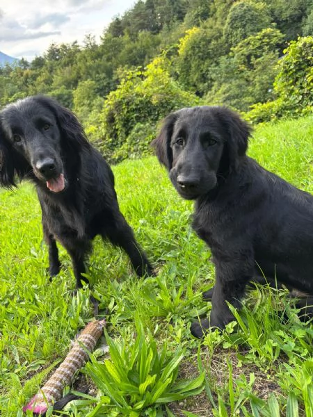 Cuccioli Flat Coated Retriever | Foto 5