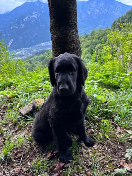 Cuccioli Flat Coated Retriever | Foto 2