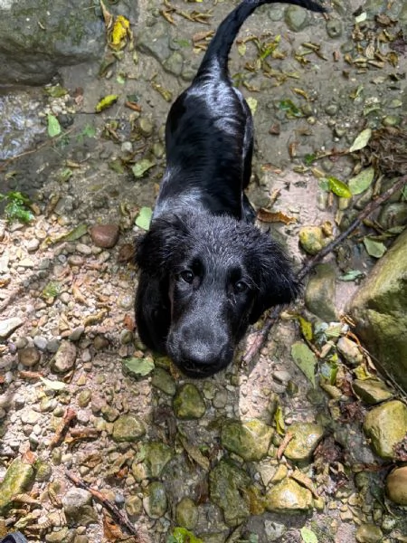 Cuccioli Flat Coated Retriever | Foto 1