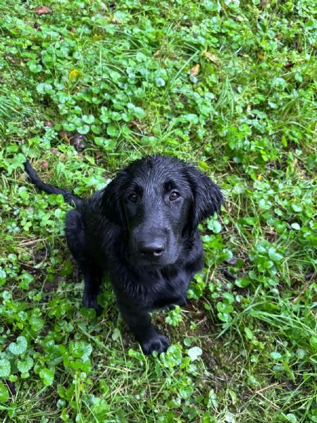 Cuccioli Flat Coated Retriever | Foto 0