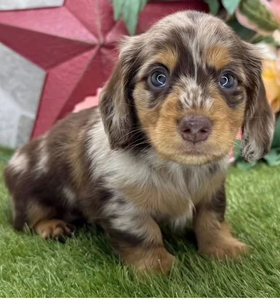 Bassotto nana(cuccioli maschio e femmina)