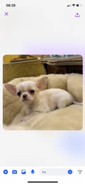  Chihuahua Toy (cuccioli maschio e femmina) | Foto 0