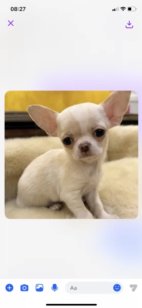  Chihuahua Toy (cuccioli maschio e femmina)