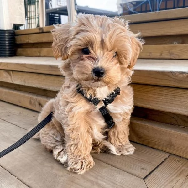 Cucciolo di barboncino femmina  | Foto 2