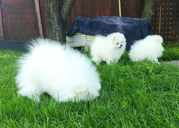Cuccioli di Pomerania toy!! | Foto 0