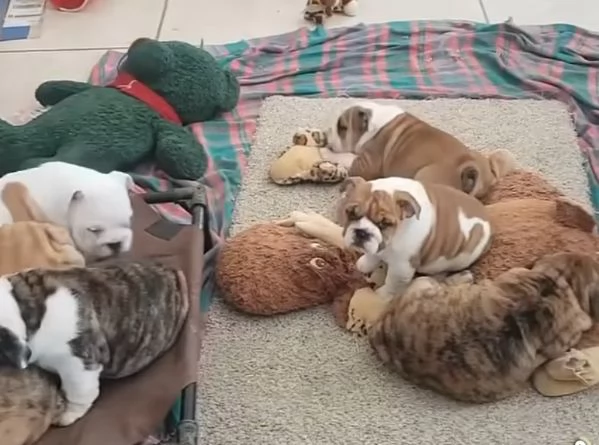 Bulldog Inglese (cuccioli maschio e femmina) | Foto 1