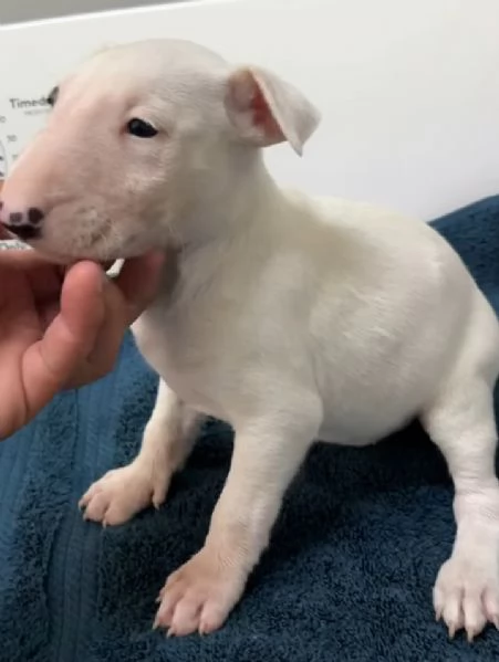 Bull Terrier (cuccioli maschio e femmina) | Foto 0