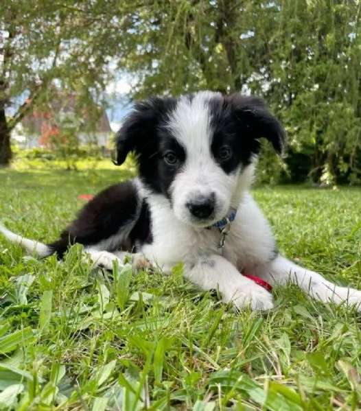 Border Collie (cuccioli maschio e femmina) | Foto 0