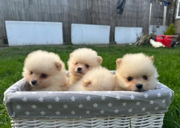 Disponibilit&agrave; volpino pomerania