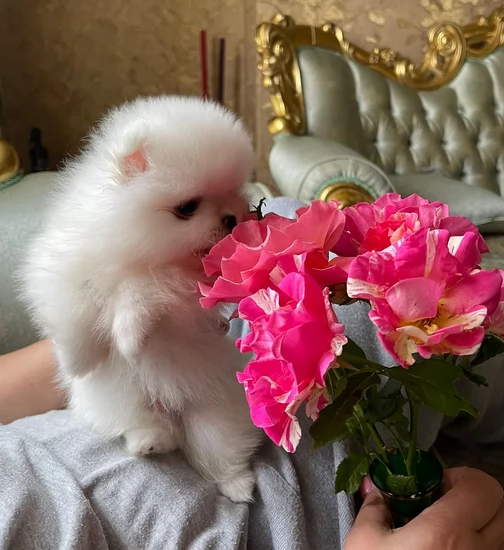 volpino pomerania toy per l'adozione. | Foto 2