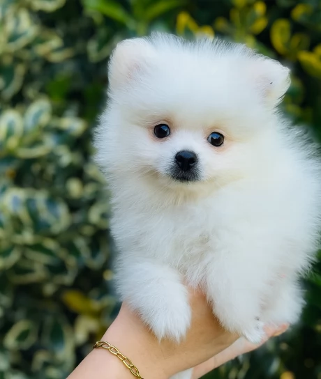 volpino pomerania toy per l'adozione. | Foto 1