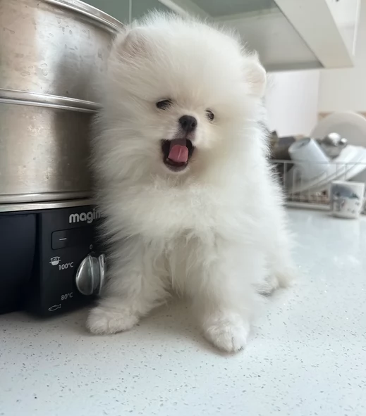 volpino pomerania toy per l'adozione. | Foto 0