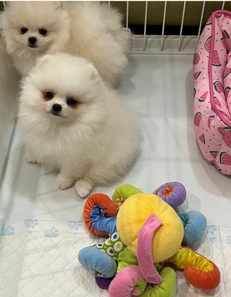 volpino pomerania toy per l'adozione. | Foto 4