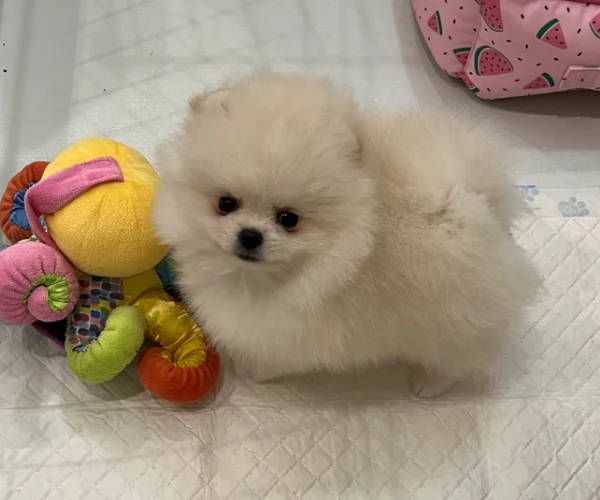 volpino pomerania toy per l'adozione. | Foto 0