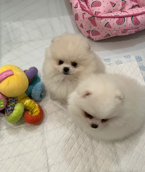 volpino pomerania toy per l'adozione. | Foto 4