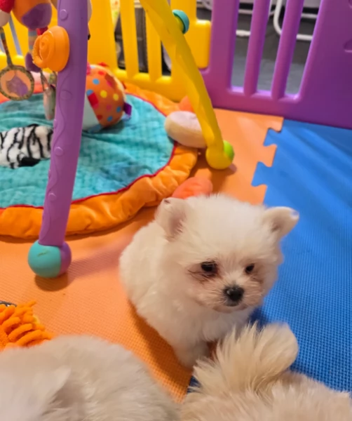 volpino pomerania toy per l'adozione. | Foto 3