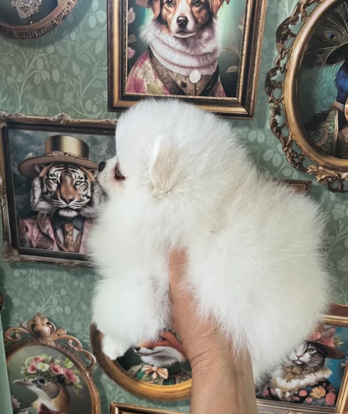 volpino pomerania toy per l'adozione. | Foto 2