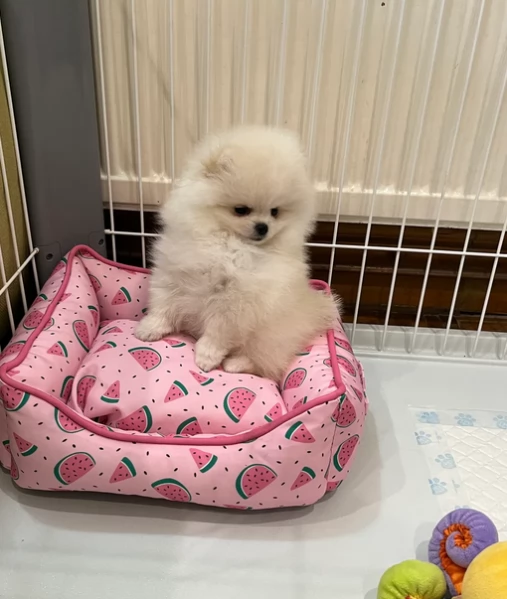 volpino pomerania toy per l'adozione. | Foto 1