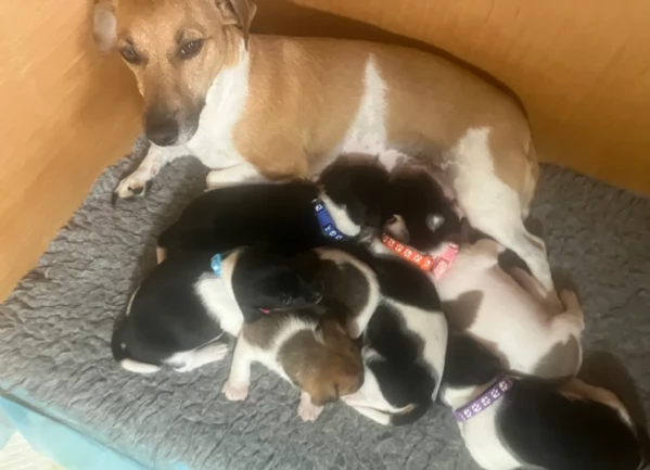 Cuccioli di Jack Russell in cerca di adozione | Foto 0