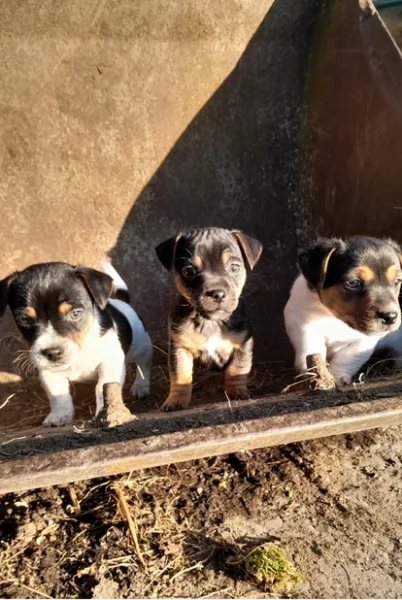 Cuccioli di Jack Russell in cerca di adozione | Foto 0