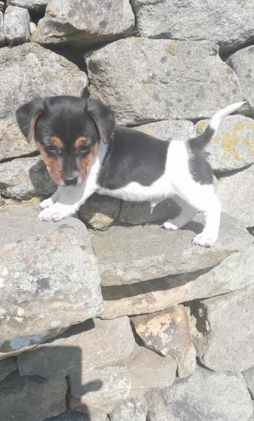 Cuccioli di Jack Russell in cerca di adozione | Foto 3