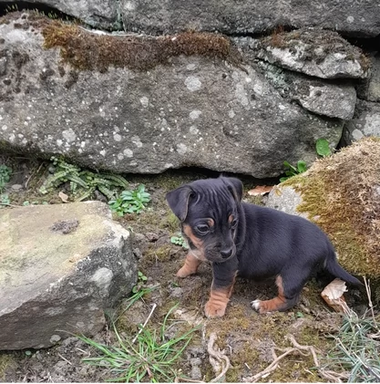 Cuccioli di Jack Russell in cerca di adozione | Foto 0