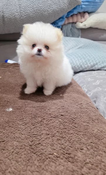 cuccioli di razza pura Pomerania | Foto 4