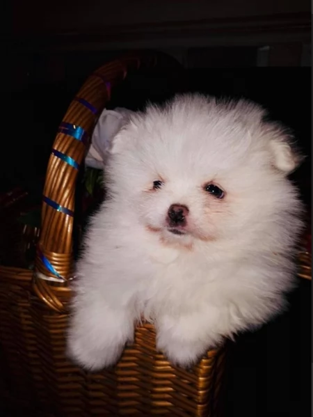 cuccioli di razza pura Pomerania regalo | Foto 3