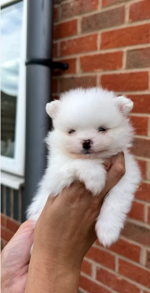 cuccioli di razza pura Pomerania regalo | Foto 6