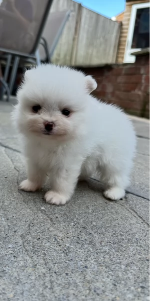 cuccioli di razza pura Pomerania regalo | Foto 5