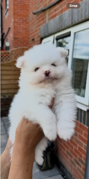 cuccioli di razza pura Pomerania regalo | Foto 4